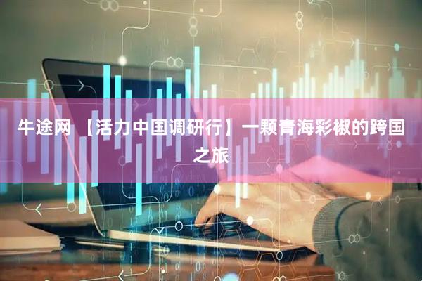 牛途网 【活力中国调研行】一颗青海彩椒的跨国之旅